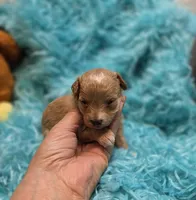 MaltipooF, a male Maltipoo for sale in Cullman, AL – 4 of 10