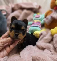 YorkieM1, a male Yorkshire Terrier for sale in Cullman, AL – 6 of 8