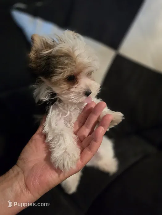 YorkieM1Teacup – Yorkshire Terrier puppy for sale in Cullman, AL