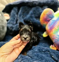 ExoticYorkieF, a female Yorkshire Terrier for sale in Cullman, AL – 6 of 6