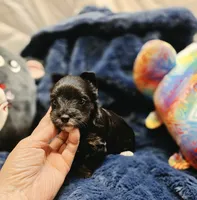 ExoticYorkieM1, a male Yorkshire Terrier for sale in Cullman, AL – 2 of 7