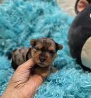 MerleYorkieM1, a male Yorkshire Terrier for sale in Cullman, AL – 6 of 7