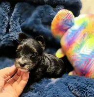ExoticYorkieF, a female Yorkshire Terrier for sale in Cullman, AL – 4 of 6