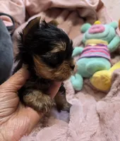 YorkieM, a male Yorkshire Terrier for sale in Cullman, AL – 5 of 9