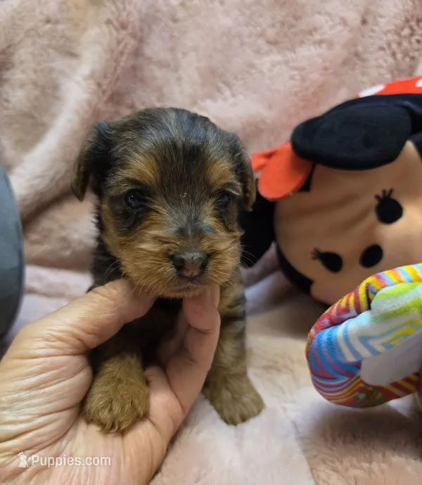 YorkiePooF4 – Yorkipoo puppy for sale in Cullman, AL