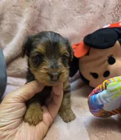 YorkiePooF4, a female Yorkipoo for sale in Cullman, AL – 1 of 10
