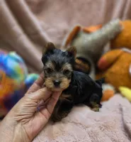 YorkieM3, a male Yorkshire Terrier for sale in Cullman, AL – 9 of 10