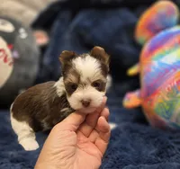 YorkieM2, a male Yorkshire Terrier for sale in Cullman, AL – 5 of 9