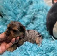 MerleYorkieM1, a male Yorkshire Terrier for sale in Cullman, AL – 7 of 7