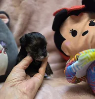 YorkiePooF1, a female Yorkipoo for sale in Cullman, AL – 2 of 9