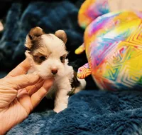 YorkieM3, a male Yorkshire Terrier for sale in Cullman, AL – 7 of 10