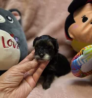 YorkiePooF1, a female Yorkipoo for sale in Cullman, AL – 3 of 9