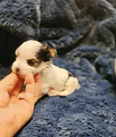 YorkieM1Teacup, a male Yorkshire Terrier for sale in Cullman, AL – 7 of 7