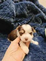 YorkieM2, a male Yorkshire Terrier for sale in Cullman, AL – 5 of 7