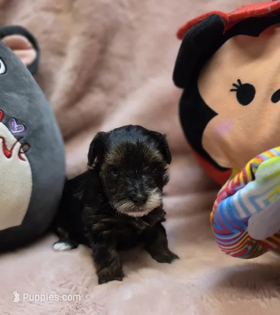 YorkiePooF1 – Yorkipoo puppy for sale in Cullman, AL