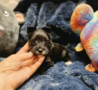 ExoticYorkieM1, a male Yorkshire Terrier for sale in Cullman, AL – 3 of 7