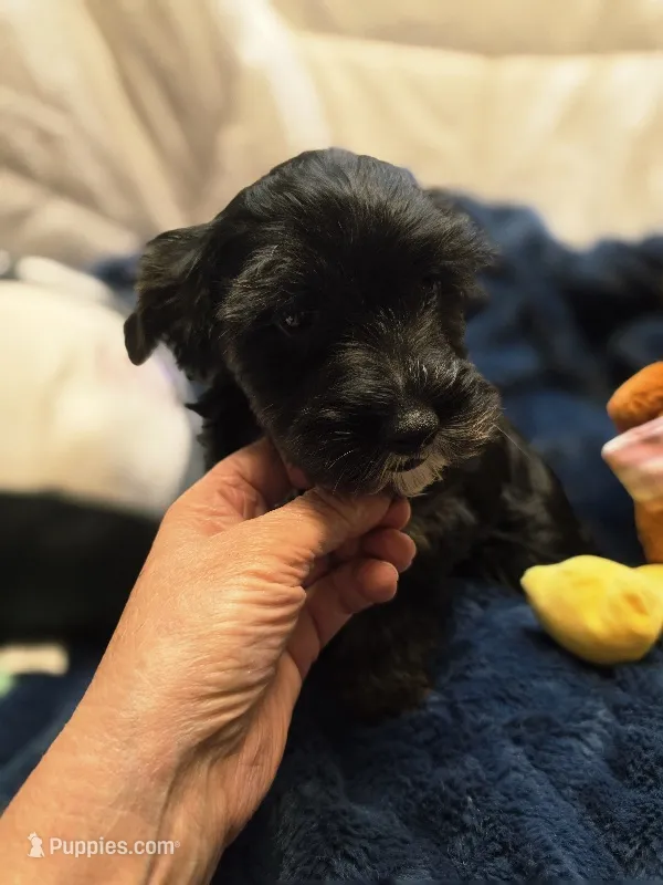 ExoticYorkieF – Yorkshire Terrier puppy for sale in Cullman, AL