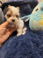 YorkieM1Teacup, a male Yorkshire Terrier for sale in Cullman, AL – 3 of 8