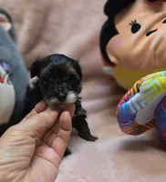 YorkiePooF1, a female Yorkipoo for sale in Cullman, AL – 5 of 9