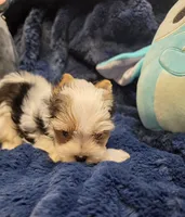 YorkieM1Teacup, a male Yorkshire Terrier for sale in Cullman, AL – 7 of 8