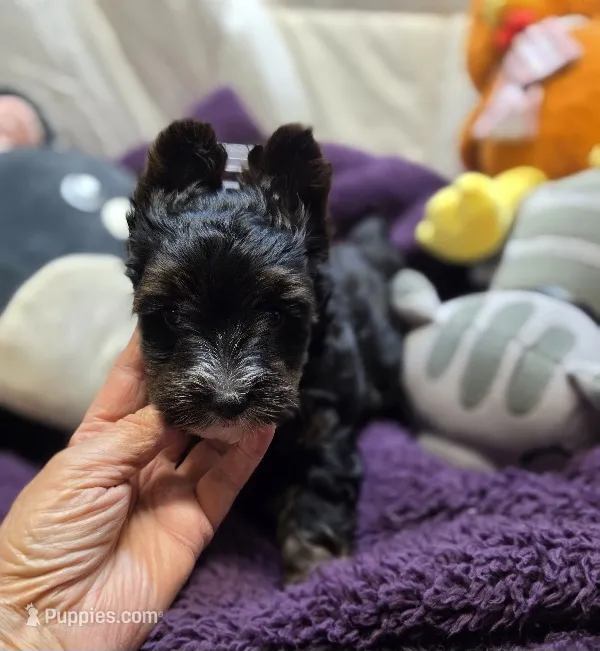 ExoticYorkieF – Yorkshire Terrier puppy for sale in Cullman, AL