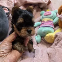 YorkieM, a male Yorkshire Terrier for sale in Cullman, AL – 2 of 9