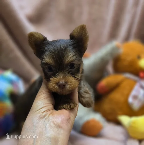 YorkieM1 – Yorkshire Terrier puppy for sale in Cullman, AL