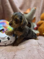 YorkiePooF4..Pending, a female Yorkipoo for sale in Cullman, AL – 8 of 9