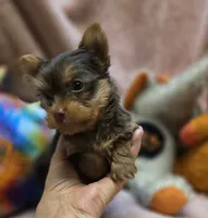 YorkieM1, a male Yorkshire Terrier for sale in Cullman, AL – 6 of 9