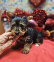 YorkieF3, a female Yorkshire Terrier for sale in Cullman, AL – Photo 7 of 9