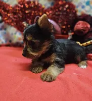 YorkieF3, a female Yorkshire Terrier for sale in Cullman, AL – Photo 9 of 9