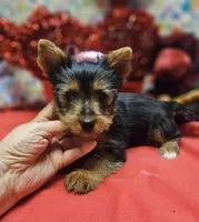 YorkieF3, a female Yorkshire Terrier for sale in Cullman, AL – Photo 8 of 9