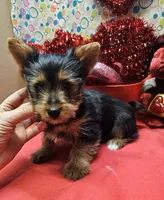YorkieF3, a female Yorkshire Terrier for sale in Cullman, AL – Photo 1 of 9