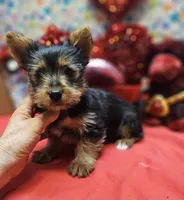 YorkieF3, a female Yorkshire Terrier for sale in Cullman, AL – Photo 2 of 9
