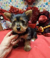YorkieF3, a female Yorkshire Terrier for sale in Cullman, AL – Photo 3 of 9
