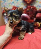 YorkieF3, a female Yorkshire Terrier for sale in Cullman, AL – Photo 4 of 9