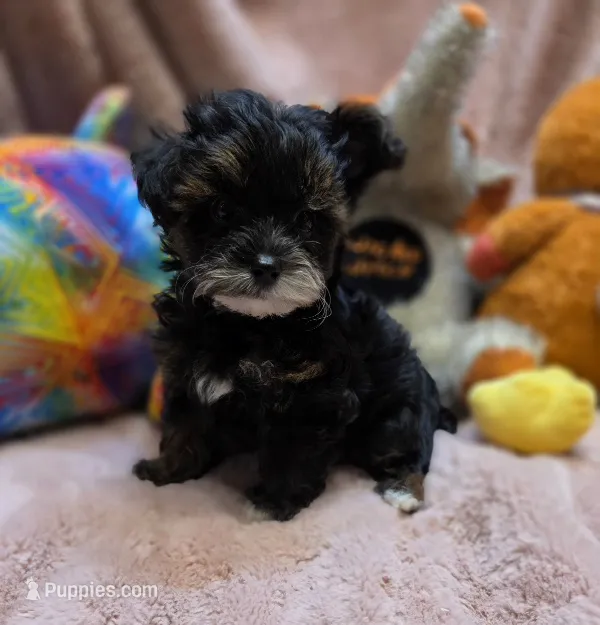YorkiePooF1 – Yorkipoo puppy for sale in Cullman, AL