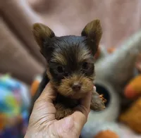 YorkieM1, a male Yorkshire Terrier for sale in Cullman, AL – 4 of 9
