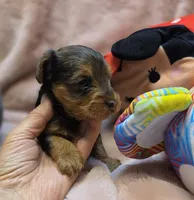 YorkiePooF4, a female Yorkipoo for sale in Cullman, AL – 3 of 10