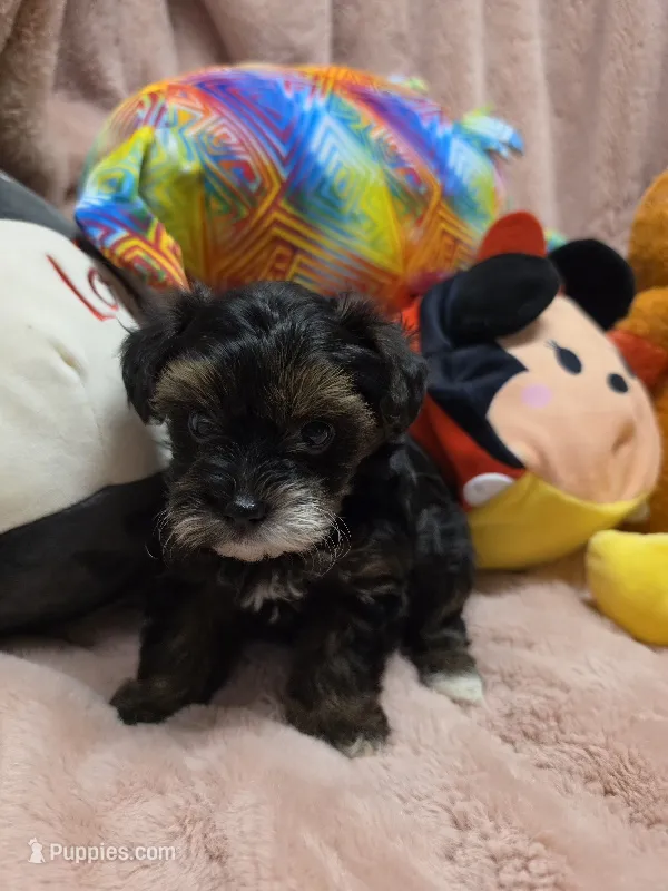YorkiePooF1 – Yorkipoo puppy for sale in Cullman, AL