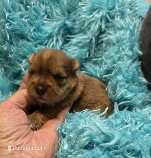 MerleYorkieM2 – Yorkshire Terrier puppy for sale in Cullman, AL