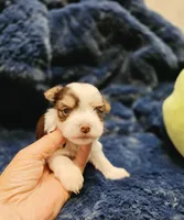 YorkieM2, a male Yorkshire Terrier for sale in Cullman, AL – 6 of 7