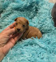 MaltipooM1, a male Maltipoo for sale in Cullman, AL – 4 of 10