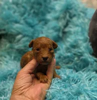 MaltipooM3, a male Maltipoo for sale in Cullman, AL – 7 of 9