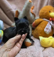 YorkieM4, a male Yorkshire Terrier for sale in Cullman, AL – 3 of 10