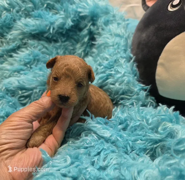 MaltipooM1 – Maltipoo puppy for sale in Cullman, AL