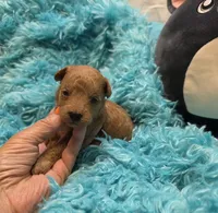 MaltipooM1, a male Maltipoo for sale in Cullman, AL – 1 of 10