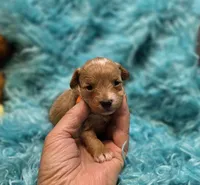 MaltipooF, a male Maltipoo for sale in Cullman, AL – 2 of 10