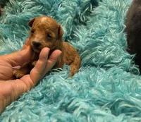 MaltipooM2, a male Maltipoo for sale in Cullman, AL – 2 of 7