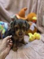 YorkiePooF4..Pending, a female Yorkipoo for sale in Cullman, AL – 4 of 9